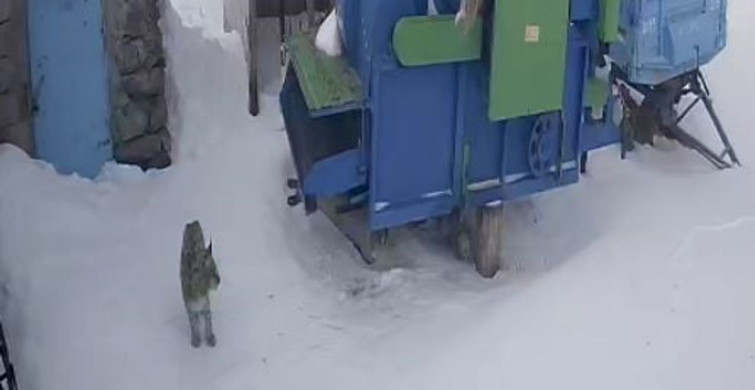 Vahşi Hayatın Yakın Teması: Vaşak Serinkuyu Köyünde Görüntülendi