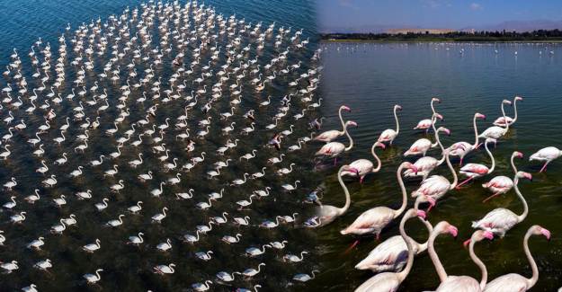Van Gölü’nde Flamingo Şöleni