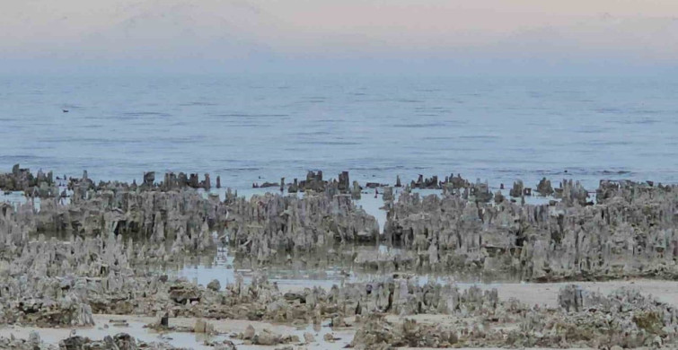Van Gölü'nde Kuraklık Sorunu: Adilcevaz'da Mikrobiyalitler Ortaya Çıktı