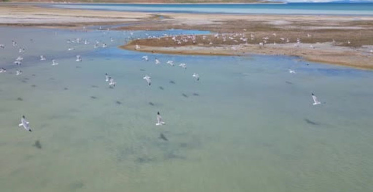 Van Gölü'nde Nesli Tehlike Altında Olan Dikkuyruk Kuşu Görüntülendi