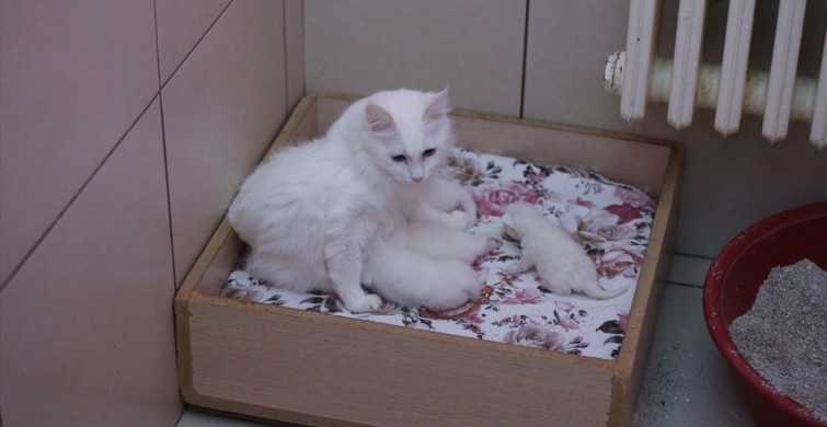 Van Kedileri 120 Yavru Dünyaya Getirdi