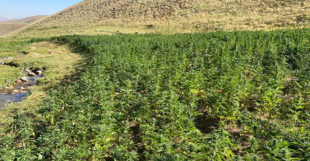 Van'da 1.5 Milyon Kök Kenevir Ele Geçirildi