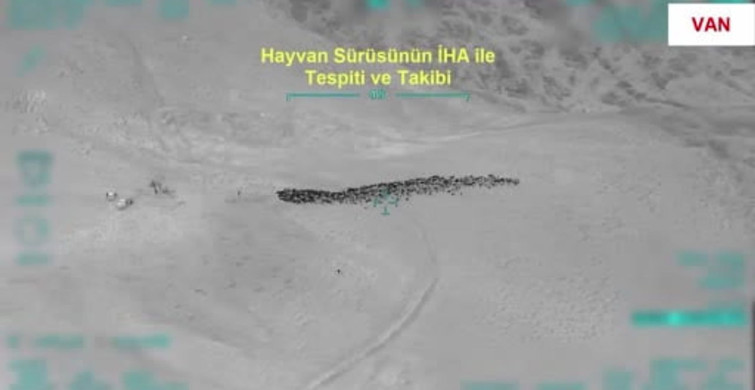 Van'da 800 küçükbaş hayvanın yağmalanmasına yönelik İHA destekli operasyon: 4 gözaltı