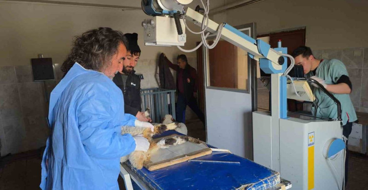Van'da Deprem Sonrası Yaralı Kuzulara Tedavi