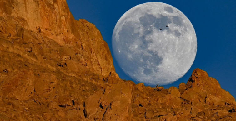 Van'da Dolunay Altında Yaban Keçileri Görüntülendi