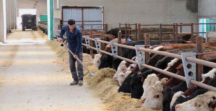 Van'da Düve Yetiştirme Merkezi Hayvancılığı Geliştiriyor