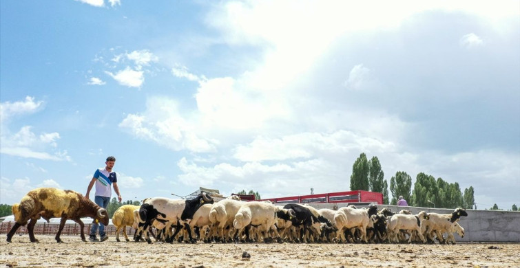 Van'da Hayvan Pazarı Yeniden Açıldı