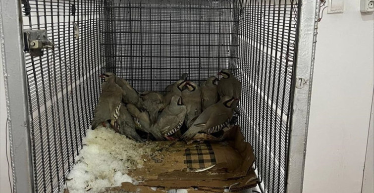 Van'da Kınalı Keklik Yakalayan Kişiye 75 Bin Lira Ceza