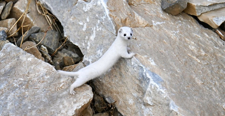 Van'da Nesli Koruma Altındaki Beyaz Gelincik Görüntülendi