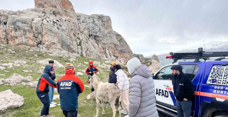 Van'da Sarp Kayalıklarda Mahsur Kalan Eşek Kurtarıldı