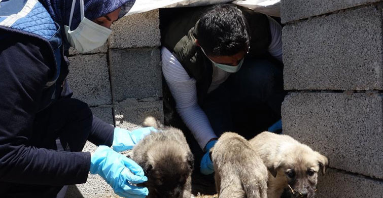 Van’da Sokak Hayvanları İçin Mama Ve Su Bırakıldı