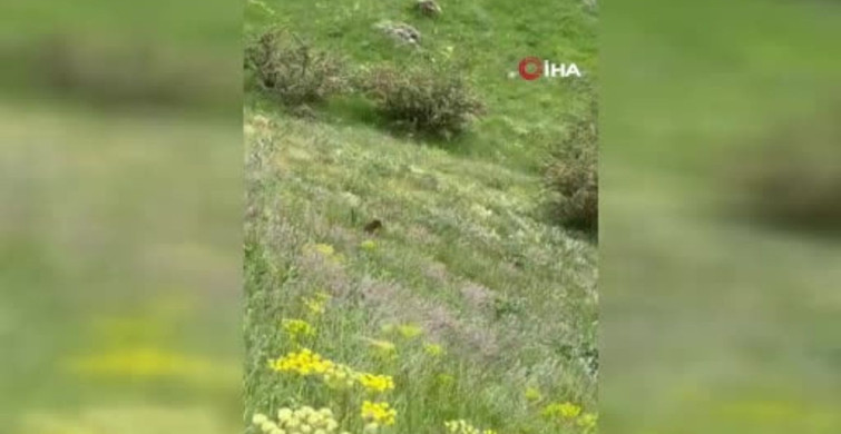 Van’da VASKİ ekiplerinin karşısına ayı yavrusu çıktı
