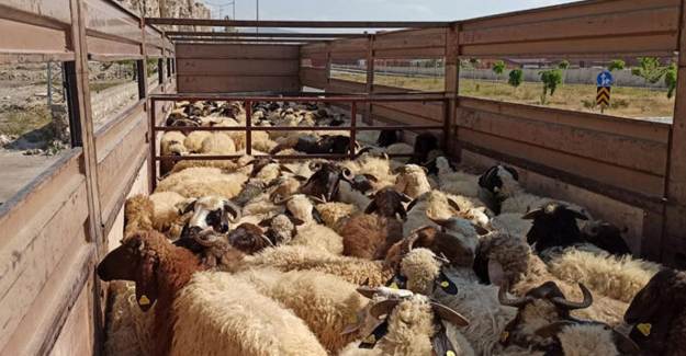 Van'dan Katar'a 1250 Küçükbaş Hayvan Satıldı