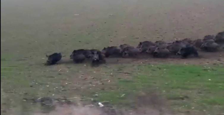 Vaşak Fotoğrafları Çekmek İsteyen Fotoğrafçı Domuz Sürüsüyle Karşılaşınca Şok Oldu!