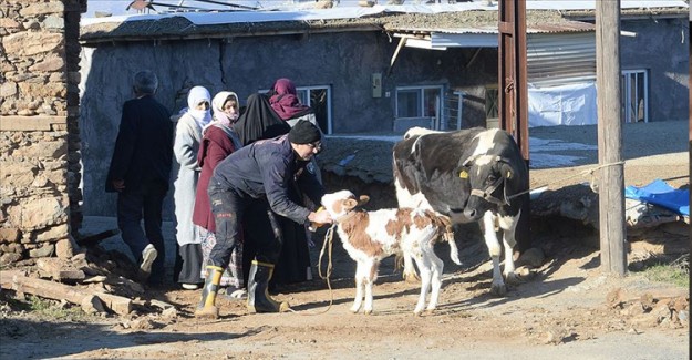 Veteriner Hekimler Deprem Bölgesindeki Hayvanları Ücretsiz Tedavi Edecek