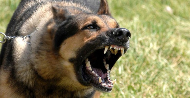 Veteriner Hekimler Odası Başkanı Tanrıverdi Uyardı: Köpek Saldırıları Artabilir