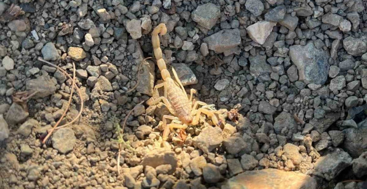 Vişne toplarken akrep sokan şahıs hastaneye kaldırıldı