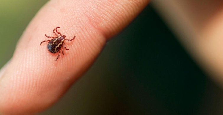 Vücudundaki Keneyi Çıkaran Yaşlı Kadın Hayatını Kaybetti
