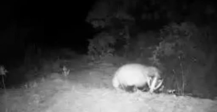 Yaban Hayatı Fotokapan ile Belgelendi