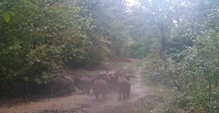 Yaban Hayatı İzleyen Onur Demirel'in İlginç Hobisi