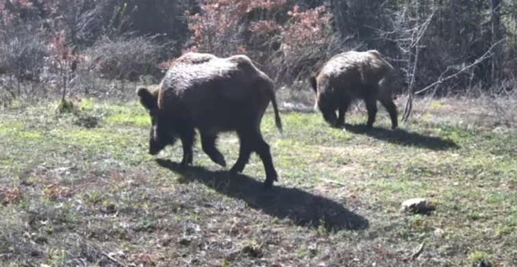 Yaban Hayvanları Fotokapanla Görüntülendi