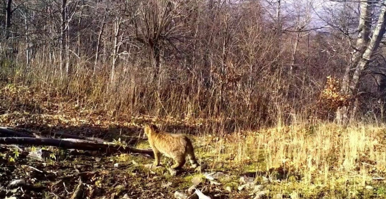 Yaban Kedisi Ormanda Görüntülendi