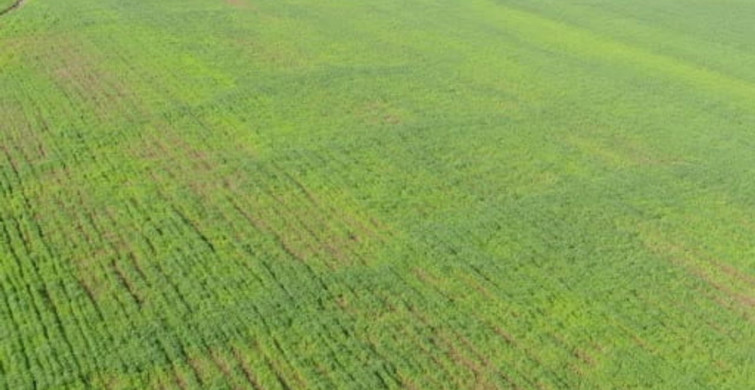 Yağışlar Gaziantep'teki Buğday Üreticilerini Sevindiriyor