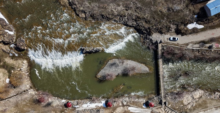 Yağışların Etkisiyle İnci Kefalin Üreme Dönemi Daha Sorunsuz Geçiyor