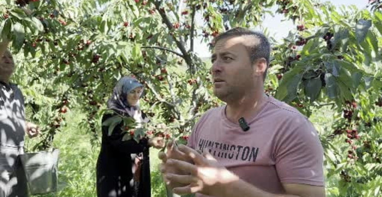 Yalova Dereköy'de kiraz hasadı başladı