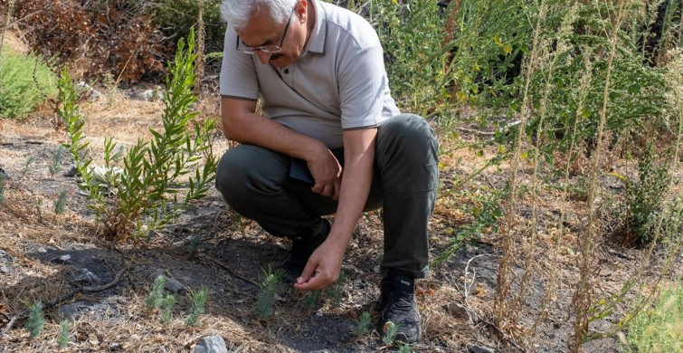 Yamanlar'da Ağaçlandırma Çalışmaları Devam Ediyor