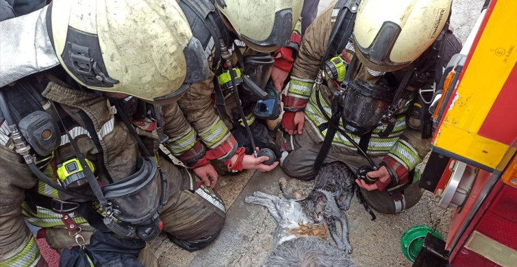 Yangın Sonrası Kedilere Hayat Verildi