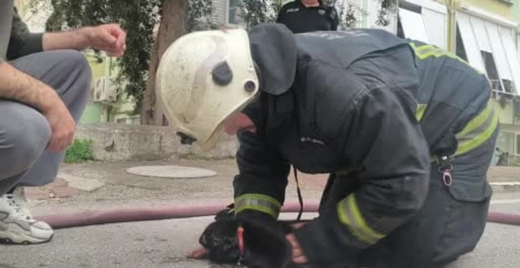 Yangında Dumandan Etkilenen Kediye Kalp Masajı