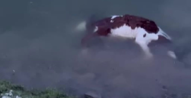 Yapalı Barajı Taşıyor, Buzağı Suya Düşerek Hayatını Kaybetti