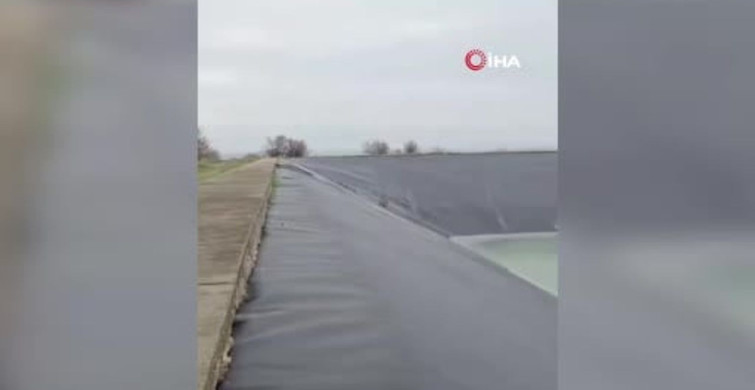 Yapay Gölete Düşen Çakal İtfaiye Ekipleri Tarafından Kurtarıldı