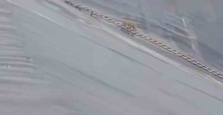 Yapay Gölete Düşen Çakal Merdivenle Kurtarıldı