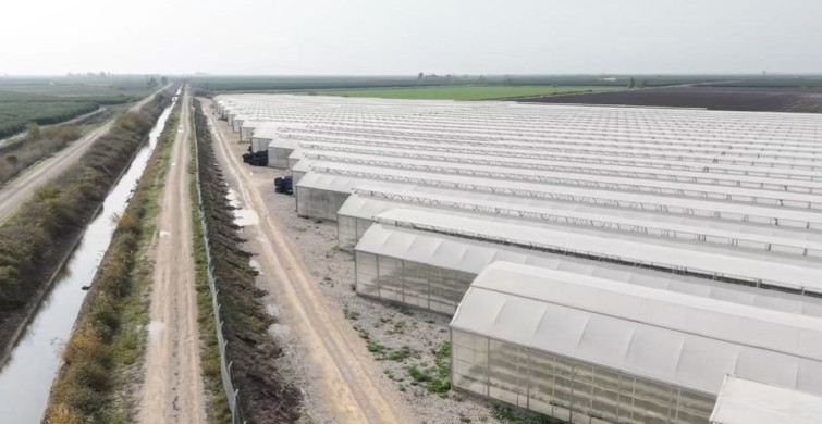 Yapay Zeka Destekli Sera, Çilek İhracatında Yeni Bir Dönem Başlattı