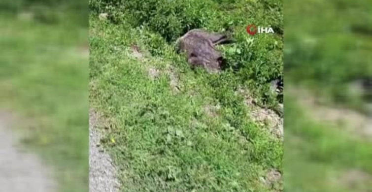 Yaralı domuz köy yakınlarında görüntülendi