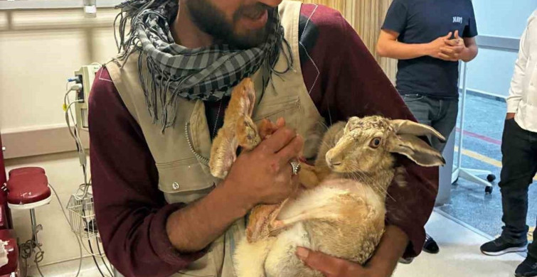 Yaralı Hamile Tavşanın Hastane Tedavisi