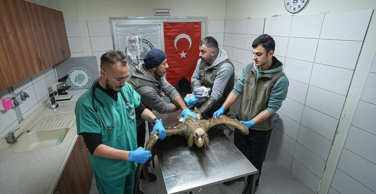 Yaralı Kızıl Akbaba Bursa'da Yeniden Uçmaya Hazırlanıyor