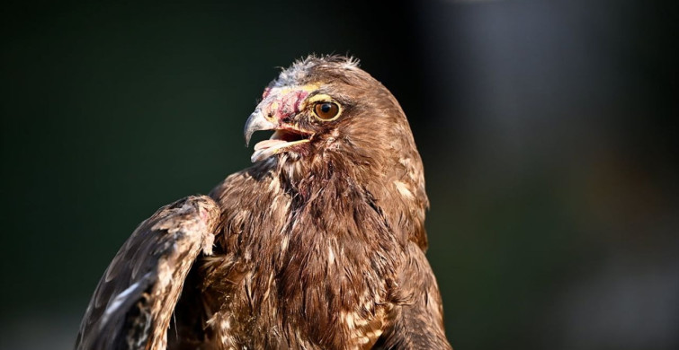 Yaralı Kızıl Şahin ve Bitkin Peçeli Baykuş, Doğa Koruma'ya Emanet
