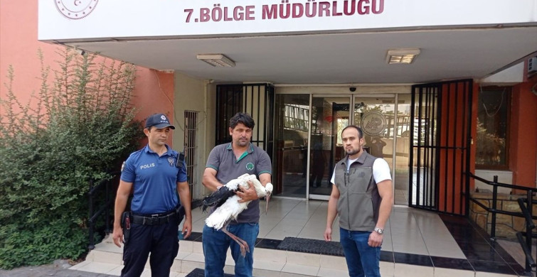 Yaralı Leylek Adana'da Kurtarılıyor