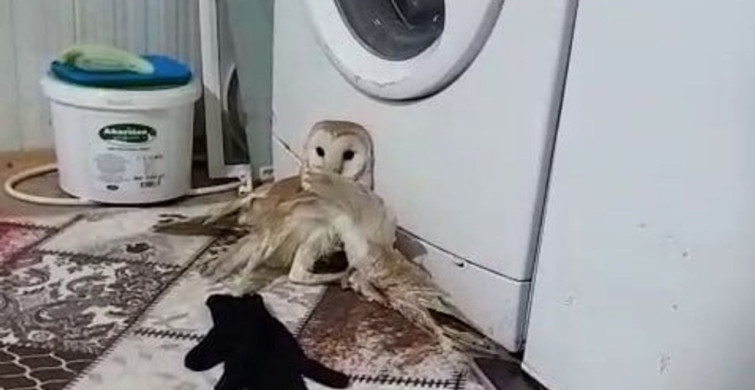 Yaralı peçeli baykuş tedavi için alındı