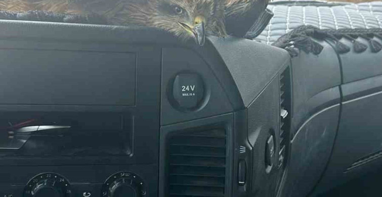 Yaralı Şahin Ekiplere Teslim Edildi