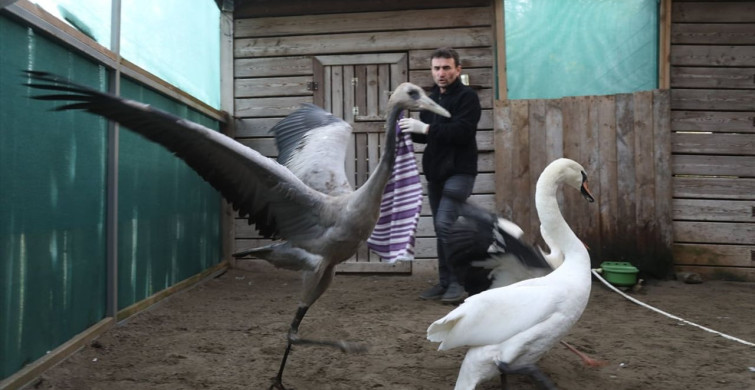 Yaralı Turna Yavrusu Kızılırmak Deltası'na Yerleştirildi