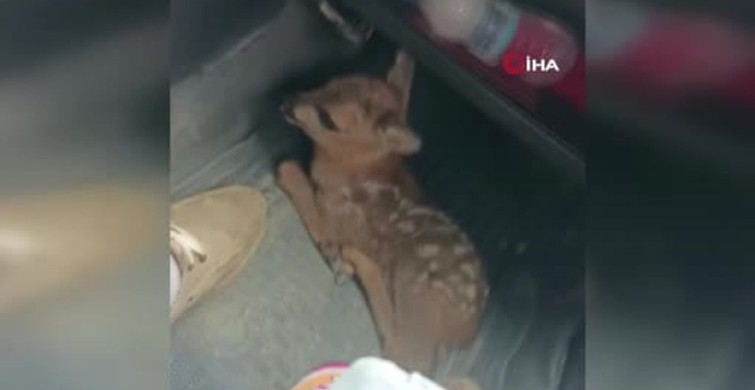 Yaralı Yavru Karaca Koruma Altına Alındı