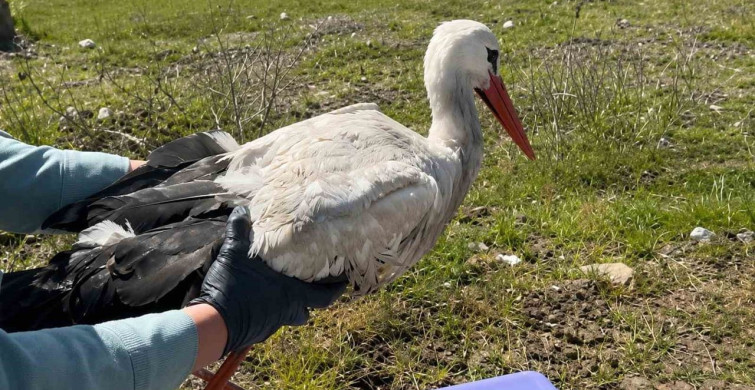 Yaralı Yavru Leylek Tedavi Edildi, Doğaya Salındı