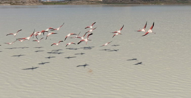 Yarışlı Gölü Yağışlarla Canlandı ve Flamingoları Ağırlıyor