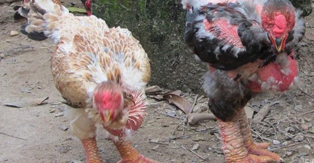 Yatırım Yapacakların Dikkatine! Bu Tavuğun Fiyatları El Yakıyor