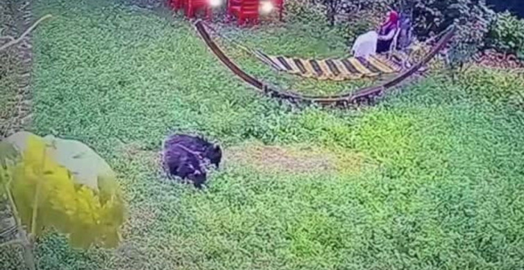 Yavru Ayılar Bahçede Görüntülendi