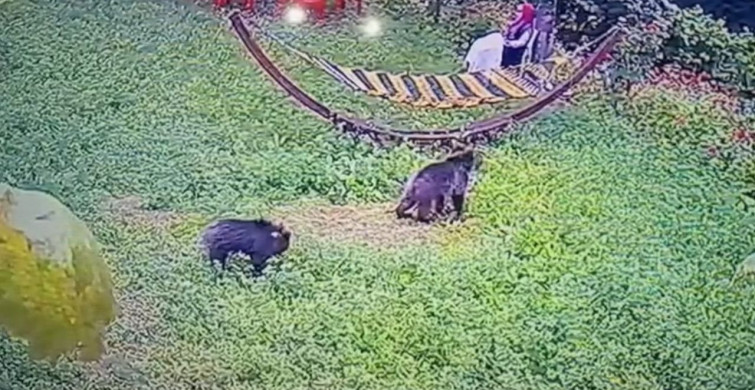 Yavru Ayılar Bahçede Görüntülendi